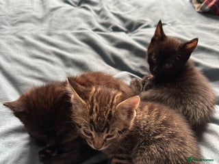 York Chocolate cats for sale - Advert 1