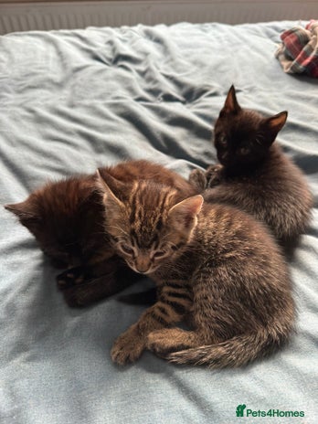 York Chocolate cats 3 kittens available - Advert 1