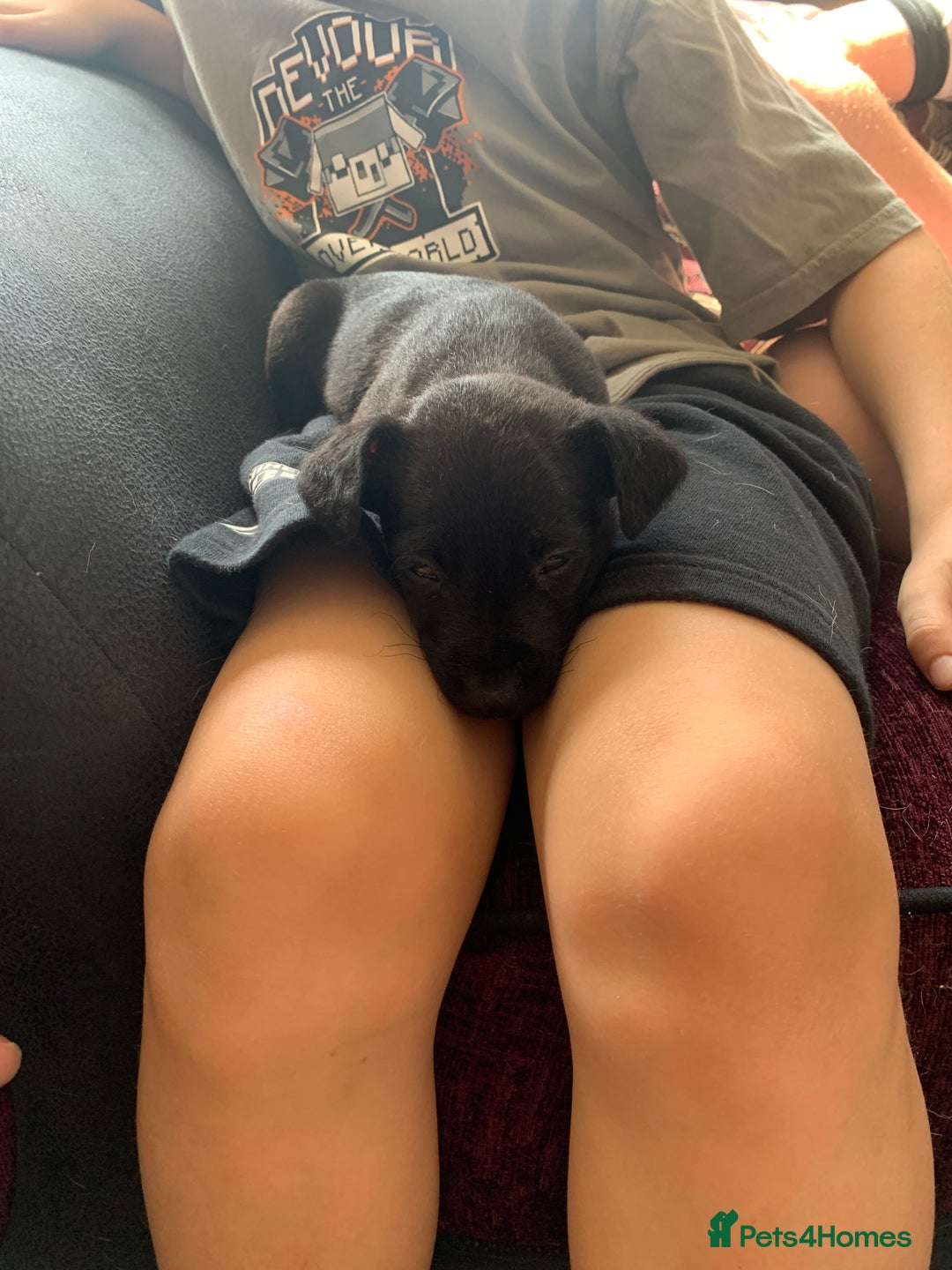 Patterjack dogs for sale: Patterjack puppie  - Image 7