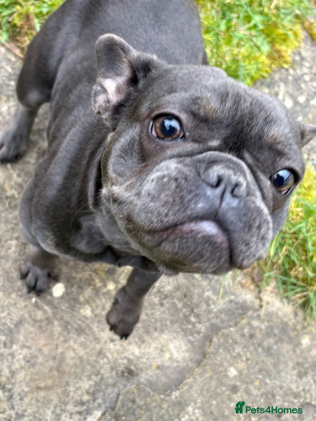 French Bulldog dogs for sale: Beautiful 14 month of French bulldog  in Swindon - Advert 2