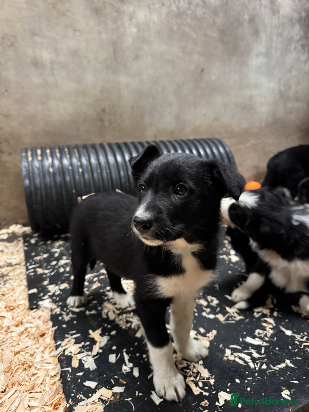 Border Collie dogs for sale: Bouncing border collies - Advert 10