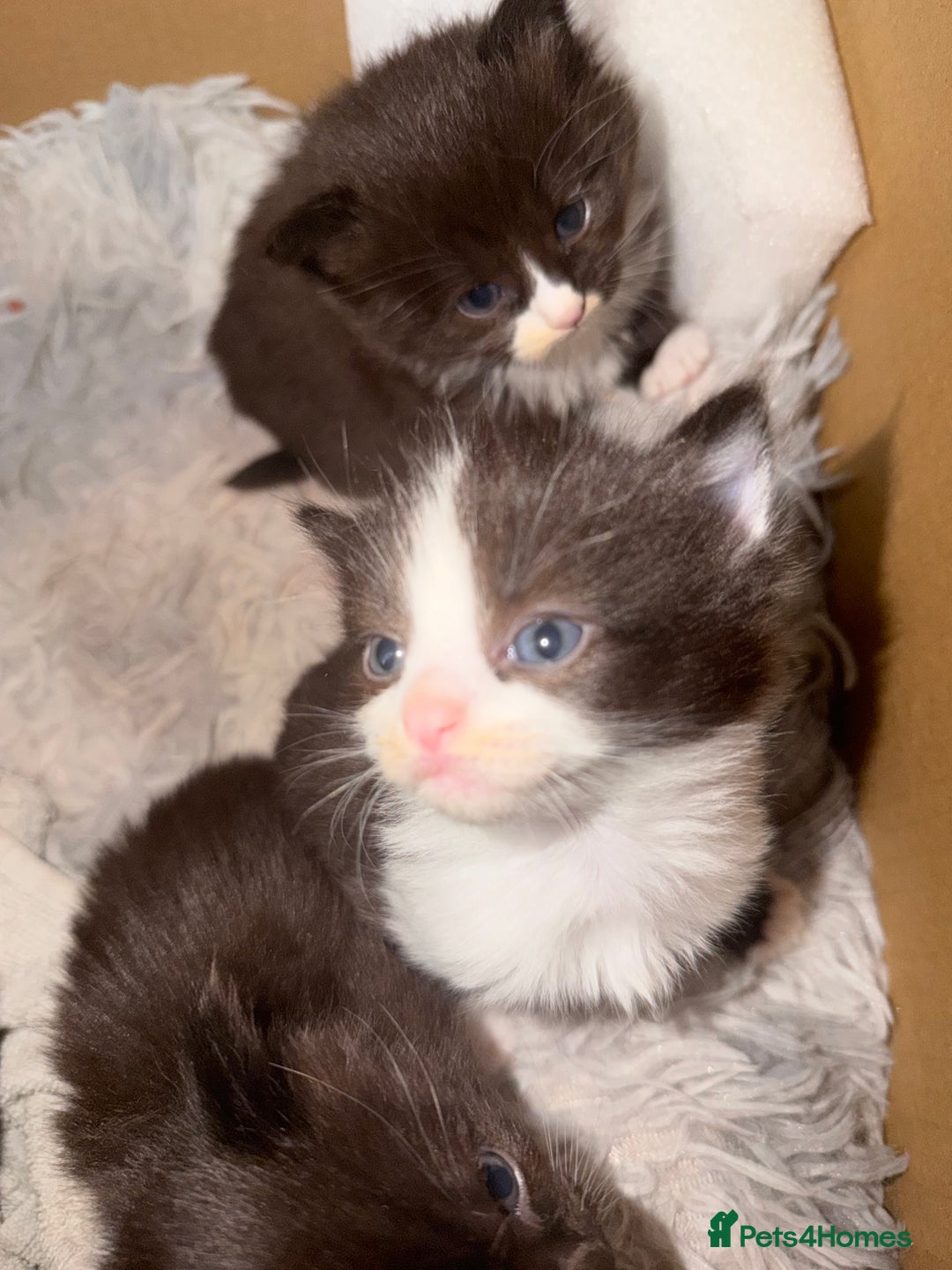 Mixed Breed cats for sale: Half ragdoll - Advert 2