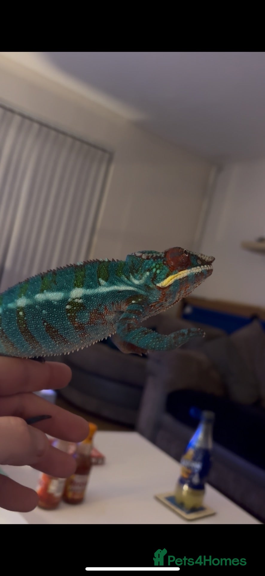 Chameleon reptiles Nosy Be Panther Chameleon And Full Set Up - Advert 2
