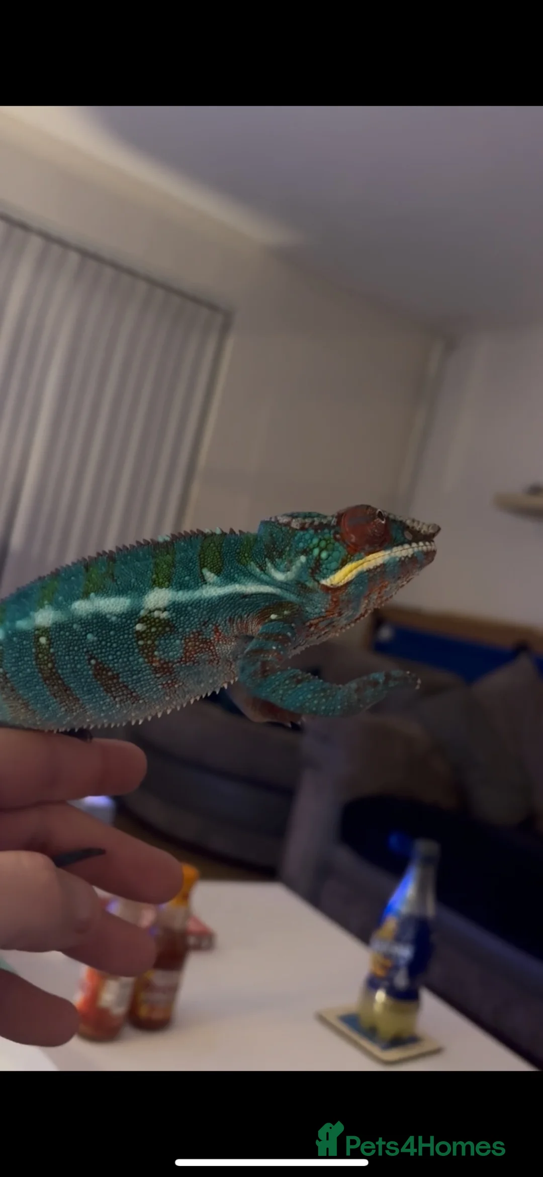 Chameleon reptiles for sale: Nosy Be Panther Chameleon And Full Set Up - Advert 2