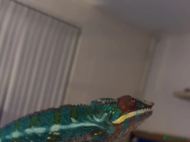 Chameleon reptiles Nosy Be Panther Chameleon And Full Set Up - Advert 2