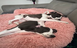 Whippet dogs for sale: KC Registered Whippet Puppies - Image 5