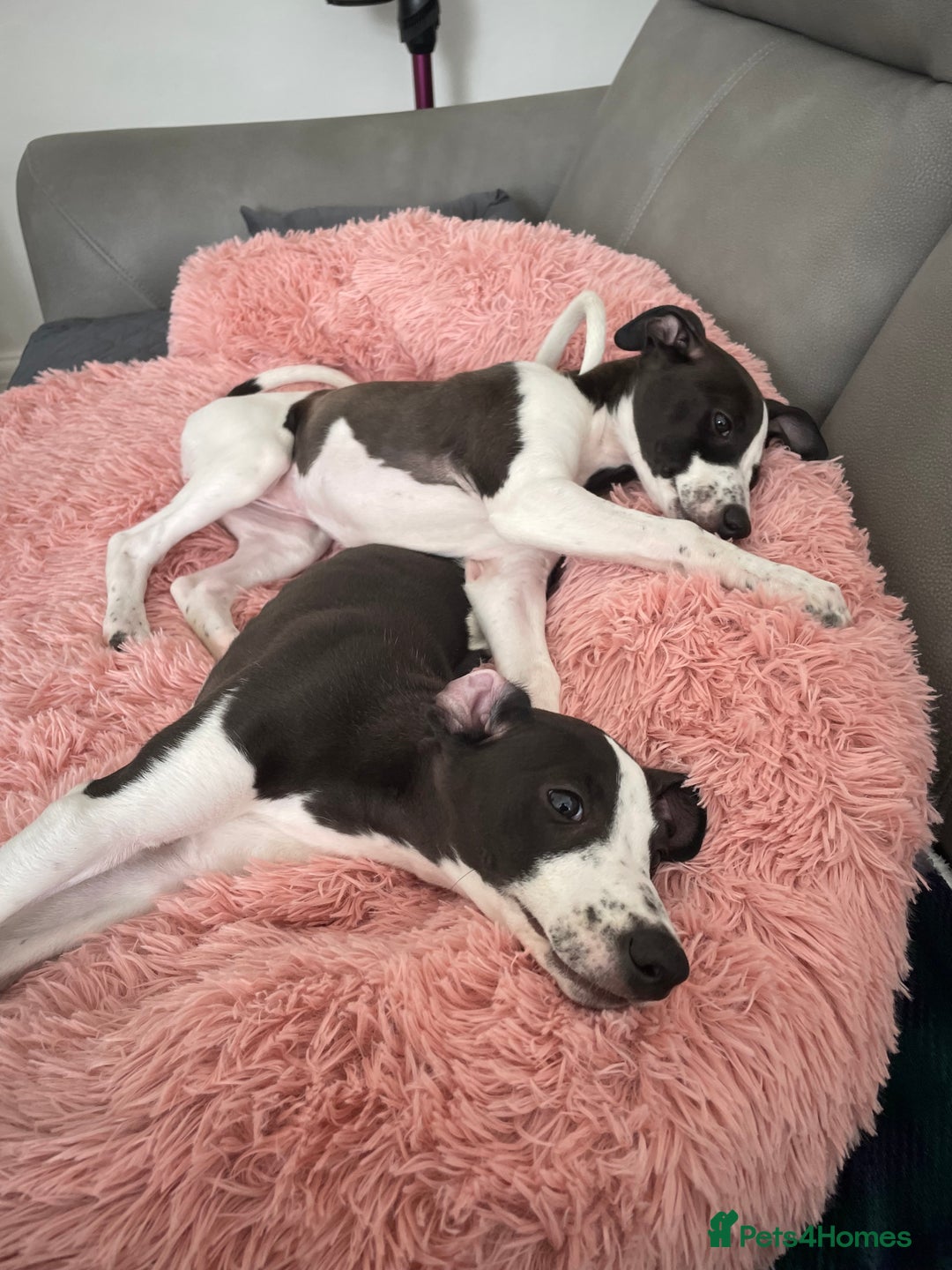 Whippet dogs for sale: KC Registered Whippet Puppies - Image 5