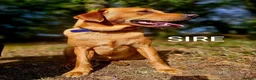 Labrador Retriever dogs for sale: Working Labrador puppies, Gun dog Mather  - Advert 14