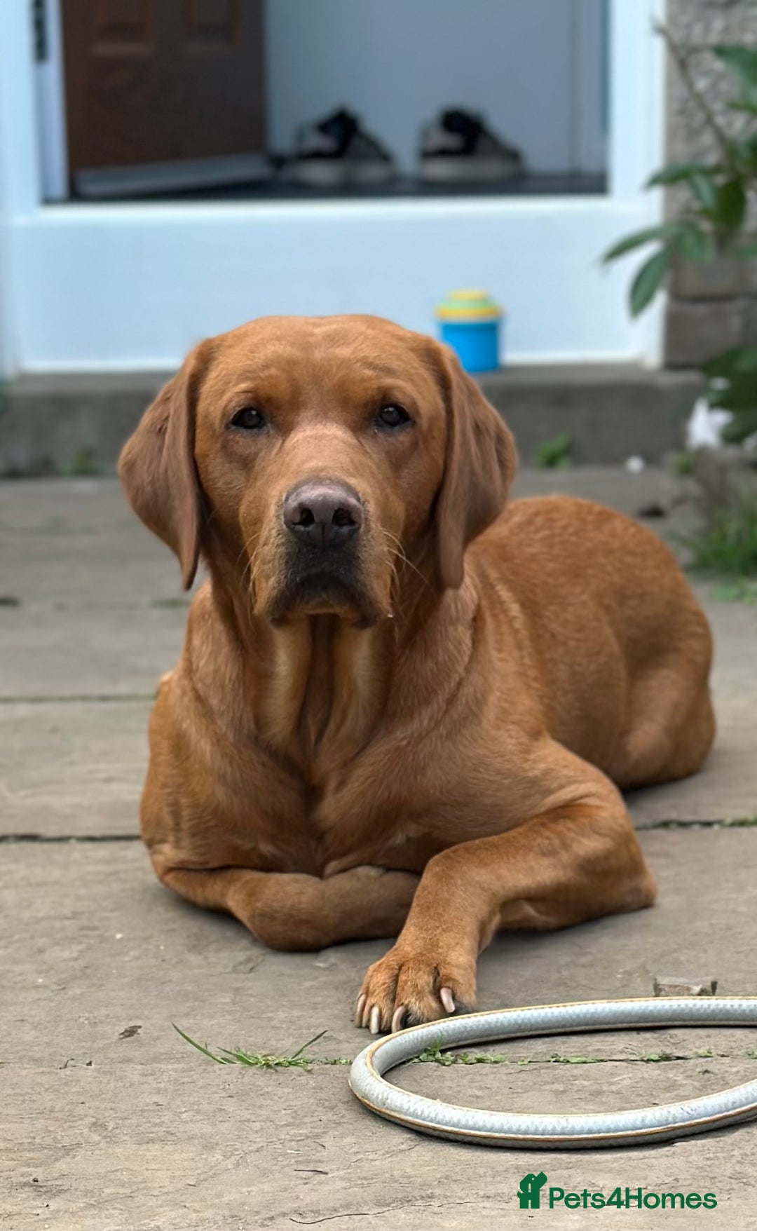 Labrador Retriever dogs for stud: Kc registered proven stud dog  - Advert 10