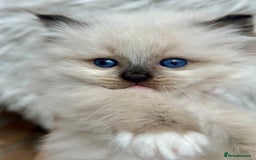 Ragdoll cats for sale: Beautiful pedigree kittens, show quality 💎❤️💎 - Image 14