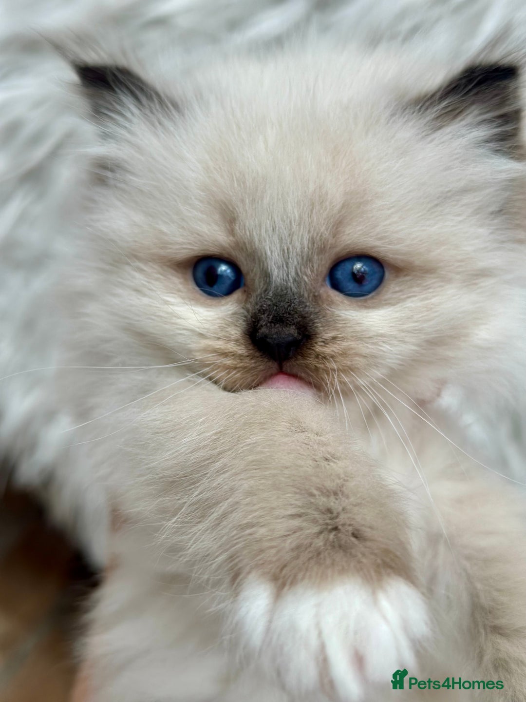Ragdoll cats for sale: Beautiful pedigree kittens, show quality 💎❤️💎 - Image 14