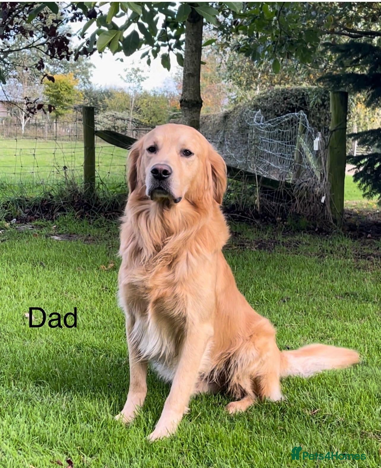 Golden Retriever dogs Beautiful true gold golden retrievers  - Advert 2