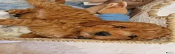 Cavapoo dogs for sale: 💖BEAUTIFUL LICENSED-BRED CAVAPOOS💖 - Advert 29