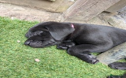 Labrador Retriever dogs for sale: Last black lab bitches available  - Image 7