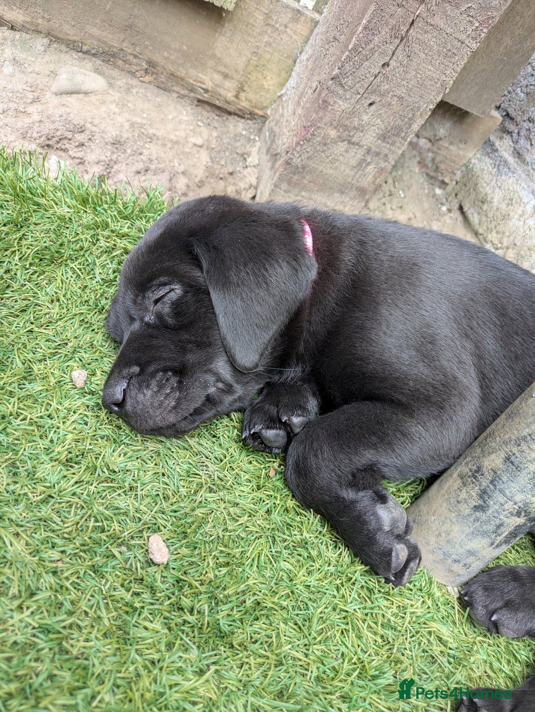 Labrador Retriever dogs for sale: Last black lab bitches available  - Image 7