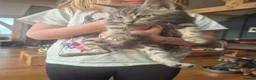 Mixed Breed cats for sale: Beautifully marked kittens  - Advert 4