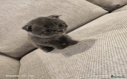 Scottish Fold cats for sale: Playful Scottish Fold & Straight Kittens for Sale! - Image 2