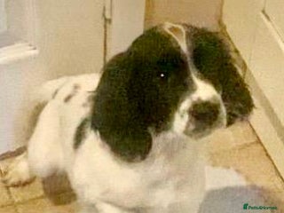 English Springer Spaniel dogs - Advert 11
