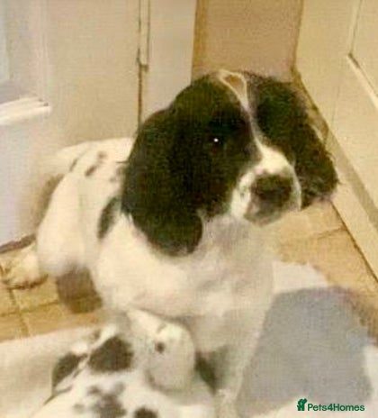 English Springer Spaniel dogs - Advert 1