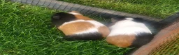 Guinea Pig rodents for sale: 3 beautiful tri guinea pigs - Advert 8