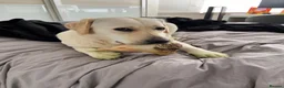 Labrador Retriever dogs for sale: Daisy 2-year-old Pedigree Yellow Labrador East Ldn - Advert 8