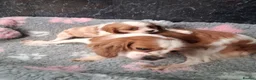 Cavalier King Charles Spaniel dogs for sale: Beautiful Cavalier pup - Advert 7