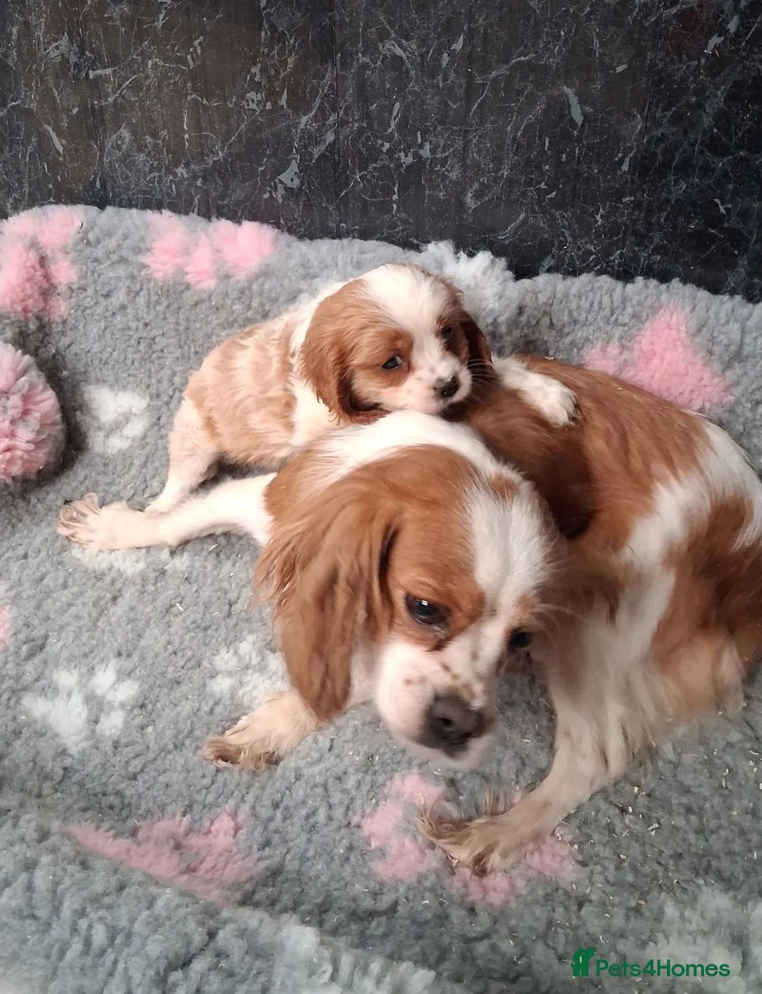 Cavalier King Charles Spaniel dogs for sale: Beautiful Cavalier pup - Advert 7