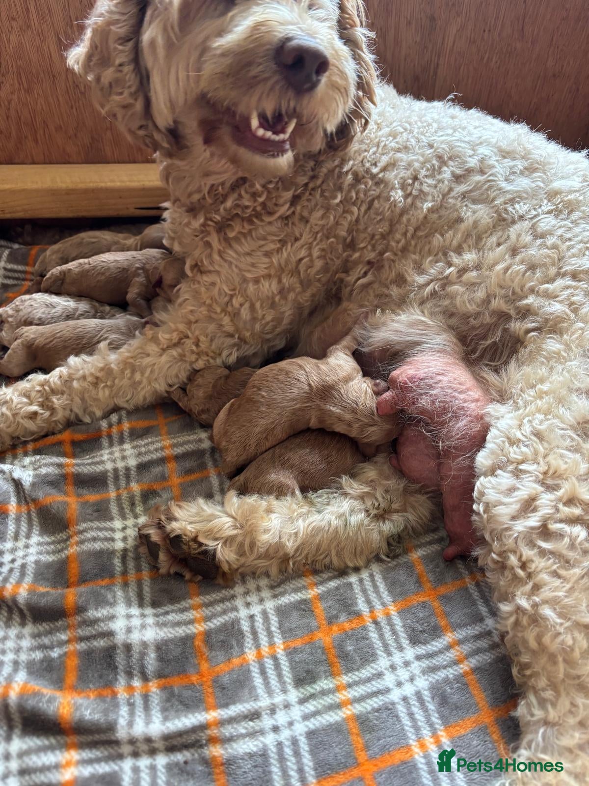 Cockapoo dogs ✨️💓Cockerpoos 💓✨️ - Advert 11