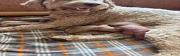 Cockapoo dogs for sale: ✨️💓Cockerpoos 💓✨️ in Mansfield - Advert 1