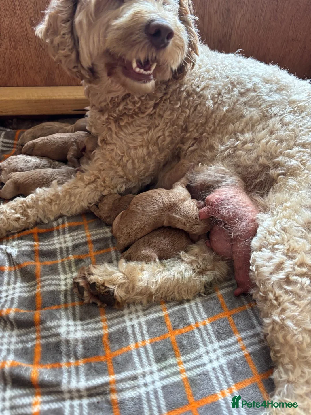 Cockapoo dogs for sale: ✨️💓Cockerpoos 💓✨️ in Mansfield - Advert 1