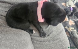 Great Dane dogs for sale: Great dane puppies  - Image 7