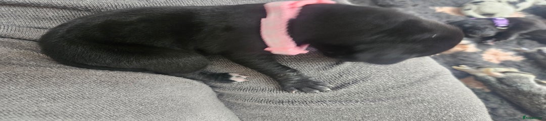 Light pink girl- mantle