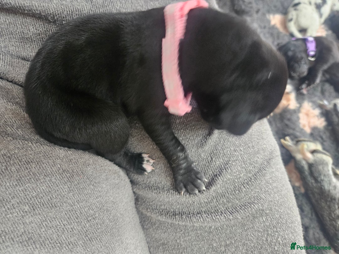 Great Dane dogs for sale: Great dane puppies  - Image 7