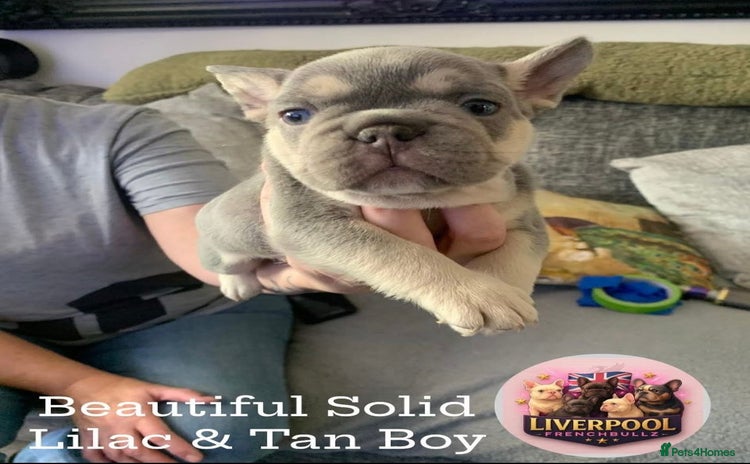 French Bulldog dogs - Advert 11