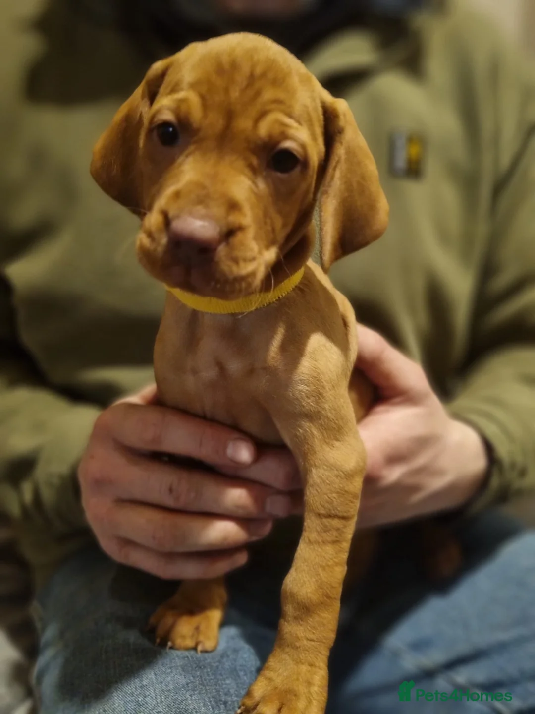 Hungarian Vizsla dogs for sale: Hungarian vizsla pups - Advert 8