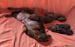 Miniature Dachshund dogs for sale: 🐾 4 Adorable Miniature Dachshund Puppies!  🐾 - Image 1