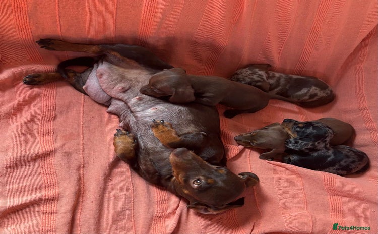 Miniature Dachshund dogs - Advert 3