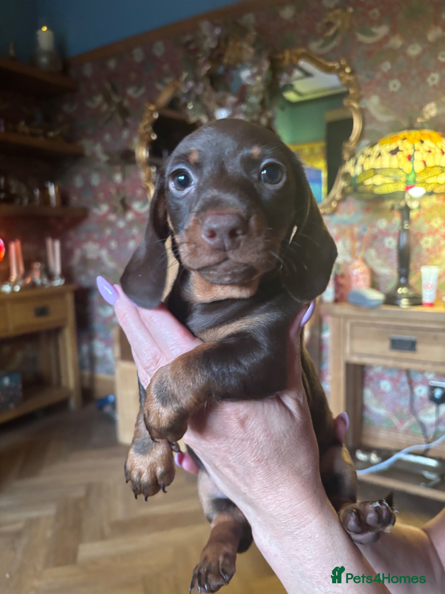 Miniature Dachshund dogs Gorgeous KC Miniature Dachshund Puppies last 3 - Advert 1