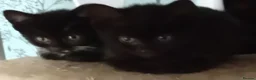 Domestic Shorthair cats for sale: Five beautiful kittens looking for forever home - Advert 8