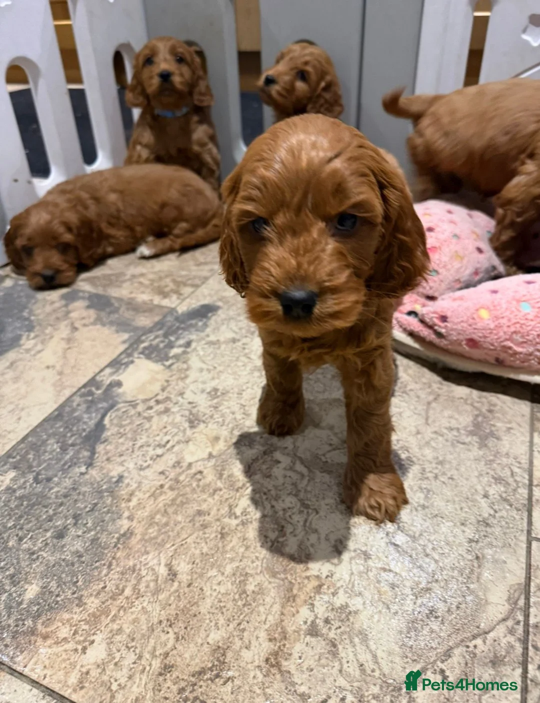 Cocker Spaniel dogs for sale: Cocker Spaniel Puppies - Advert 5