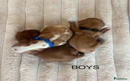 Cavalier King Charles Spaniel dogs for sale: KC REG CAVALIER KING CHARLES PUPPIES  - Image 3
