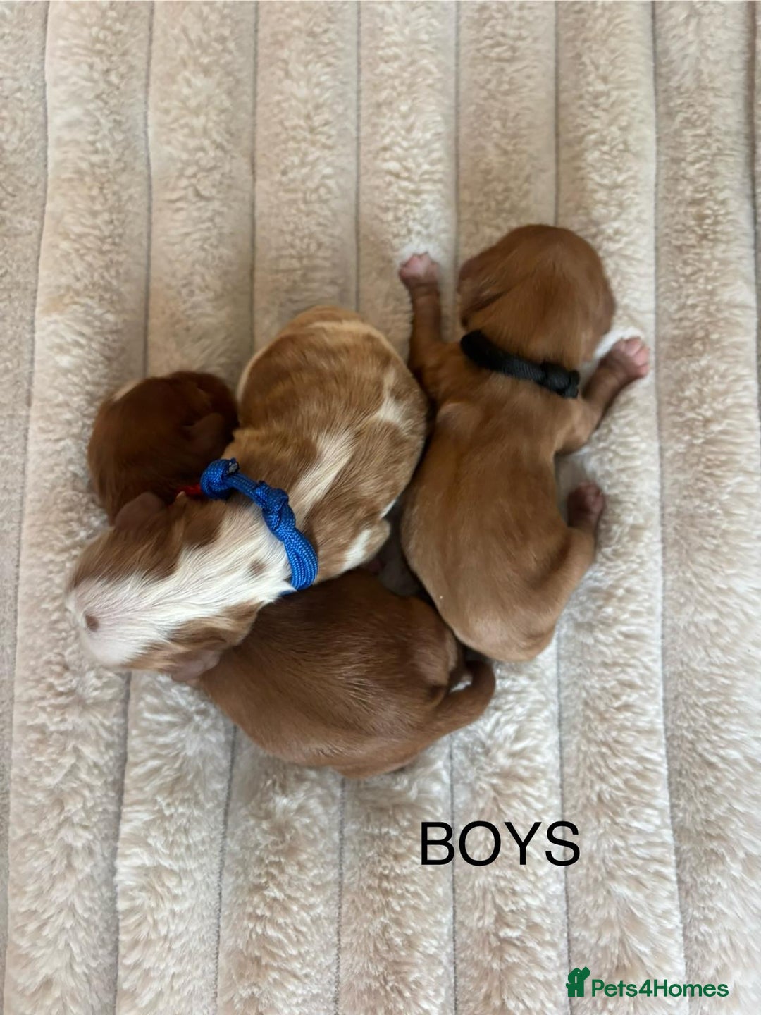 Cavalier King Charles Spaniel dogs for sale: KC REG CAVALIER KING CHARLES PUPPIES  - Image 3