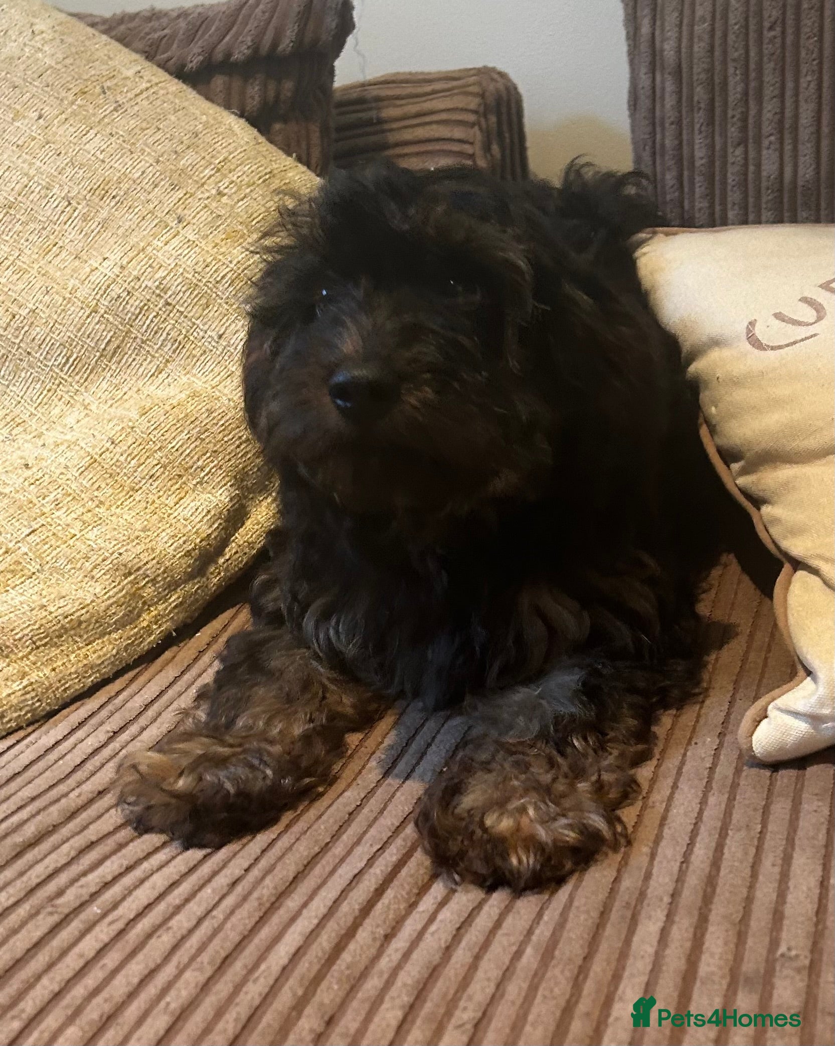 Cavapoo dogs Miniature Cavapoo puppies ready to leave - Advert 16