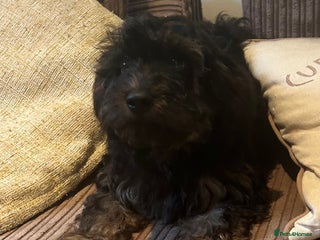 Cavapoo dogs Miniature Cavapoo puppies ready to leave - Advert 16