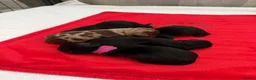 Miniature Dachshund dogs for sale: Stunning Miniature Dachshunds - Advert 4
