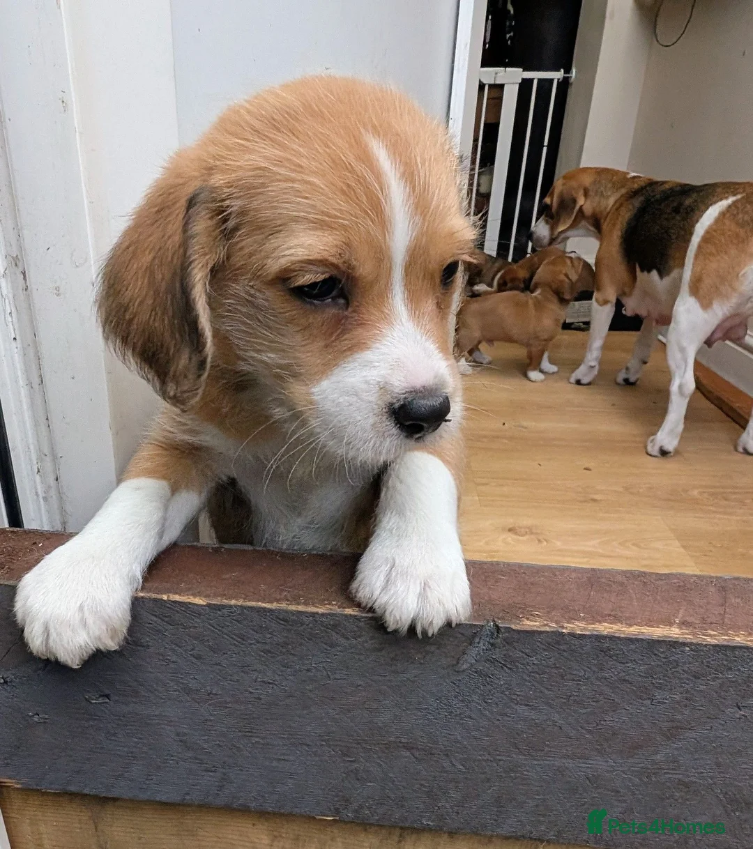 Mixed Breed dogs for sale: Beagle cross shih tzu  in Buckley - Advert 16