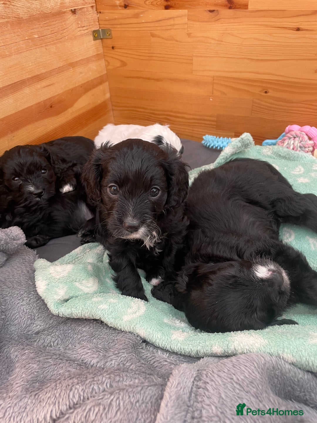 Cavapoo dogs for sale: BEAUTIFUL Toy Cavapoos! - Image 27