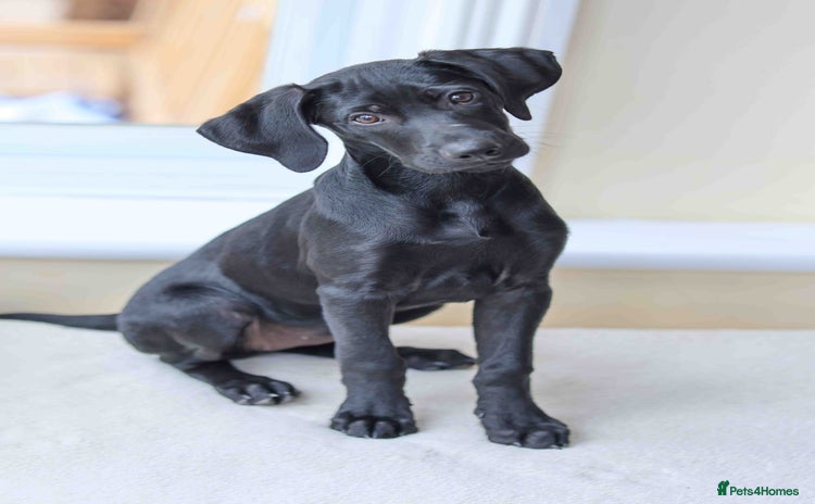 Mixed Breed dogs - Advert 9