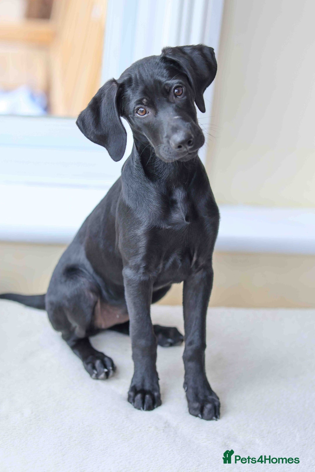 Mixed Breed dogs for adoption: Lively Little Bean - Image 1