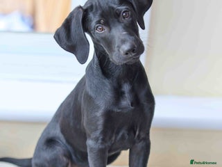 Mixed Breed dogs - Advert 7